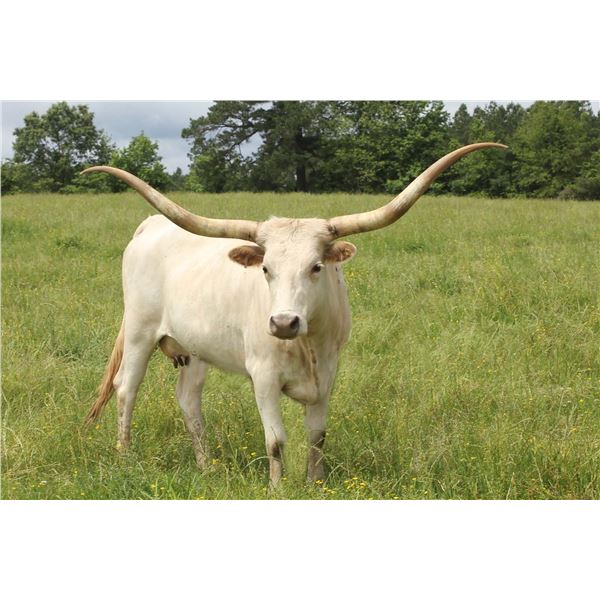 SH Rocky Carolina 49/7