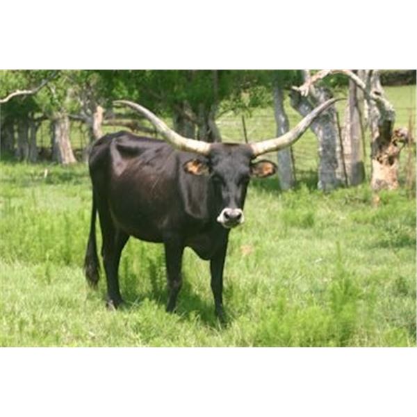 Little Ace Blackistmagic