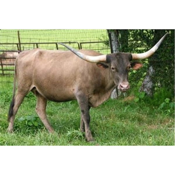 LAER Grizells Marielavoe