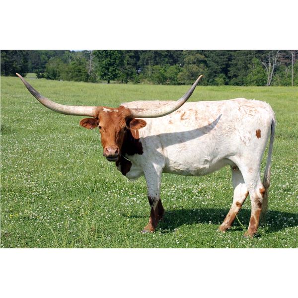 SH Freeway Jean 127/8