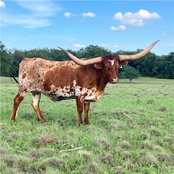 CP Boomerang's Temptress