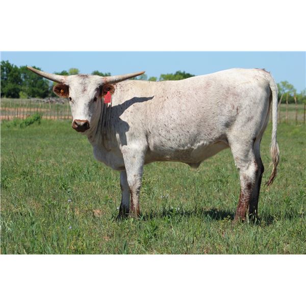 JM5 SUNSHINE'S ON A DREAMER