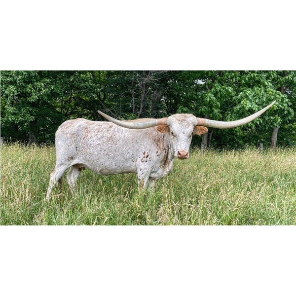 NEL-TAM PASSION'S PEARL