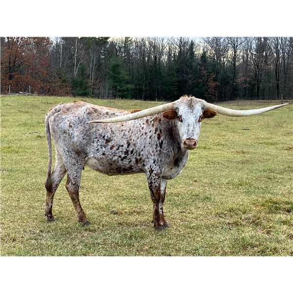 SV PEPPER'S MELODIOUS HARMONY