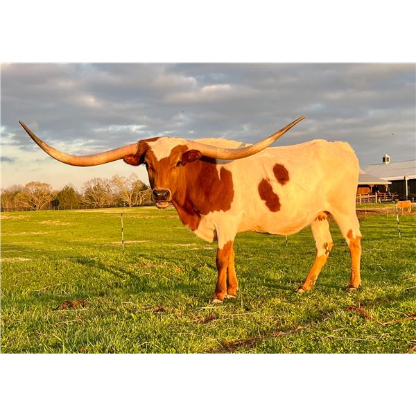 LJL Texas Sissy Chex