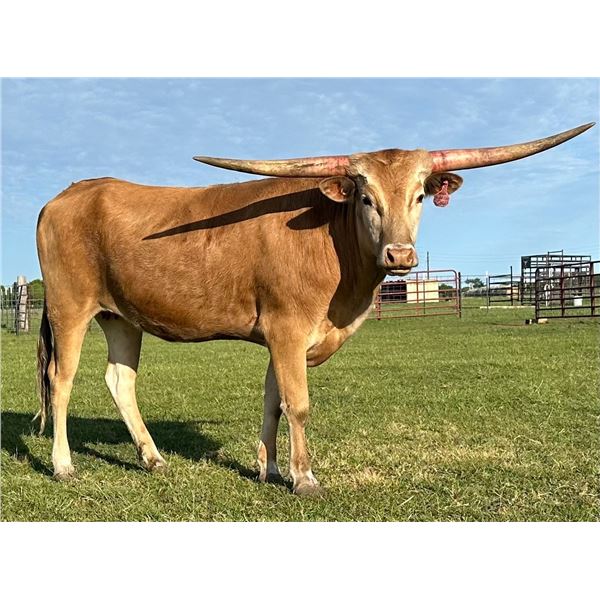 FHR Night Life Tulla