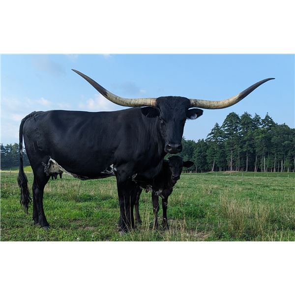 KCCI LUCKY CAROLINA GIRL