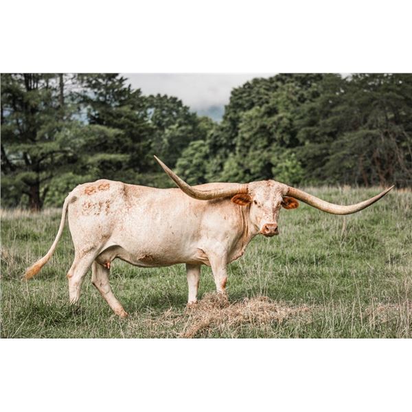 MM MISS GUNSMOKE SAFARI