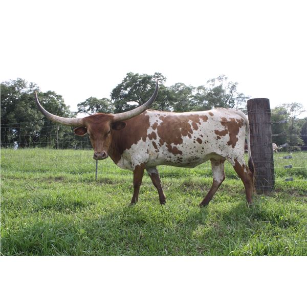 SCRATCH: Riverforks RaisedInDixie