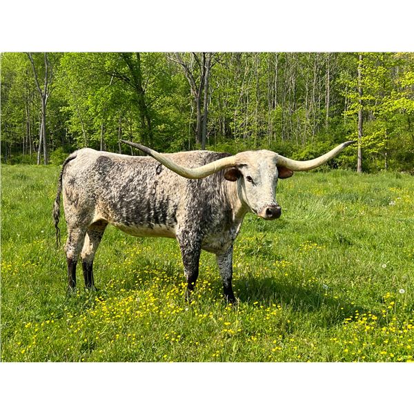 GLH HYDRO'S SUN STAR