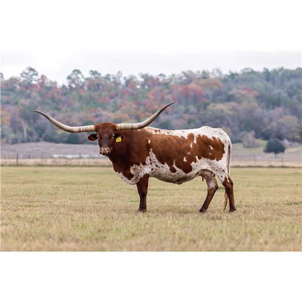 RRR MISS BALLI STAR 559