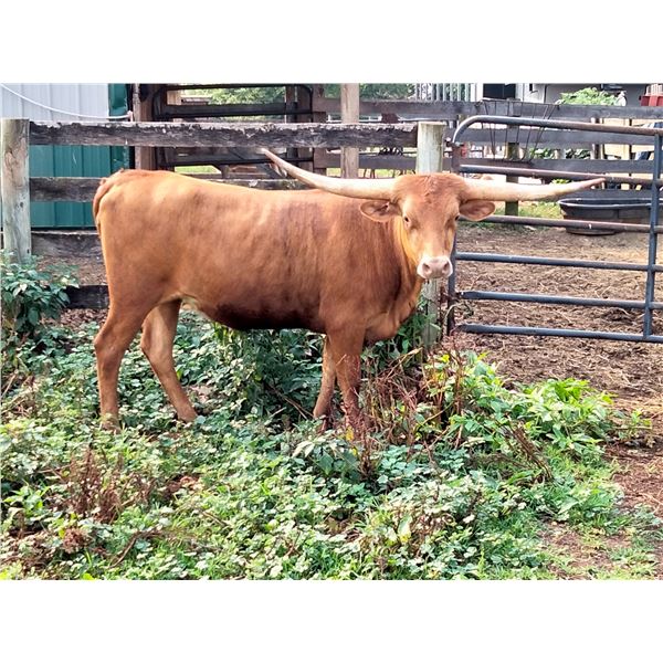 Sunhaven Catch The Spirit