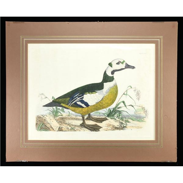 STELLER'S POCHARD COLORED ETCHING.
