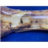 Image 4 : Beef Foreshank Bone