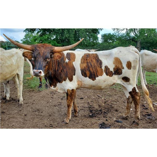 Last Mango In Paris CPL