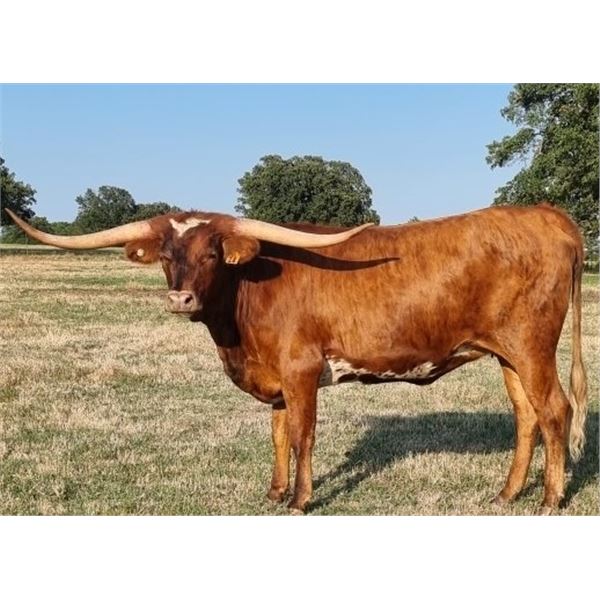 Money's Brindle Lace