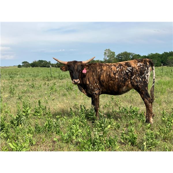 FH Laycie's Show Girl