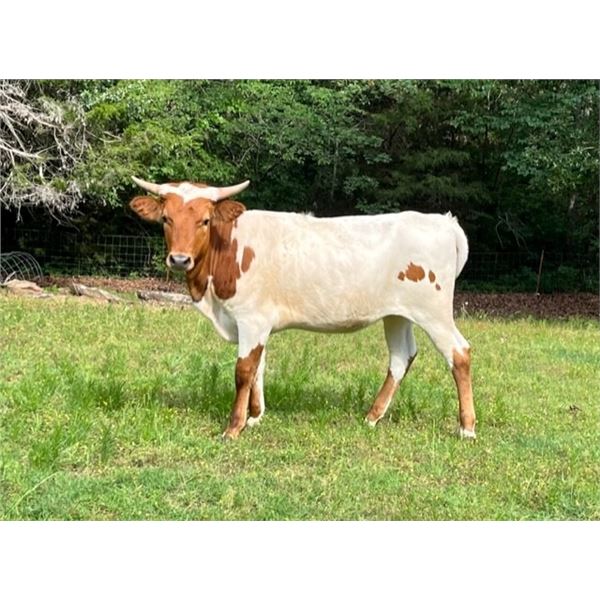 BUTLERS PLAY N CATCH