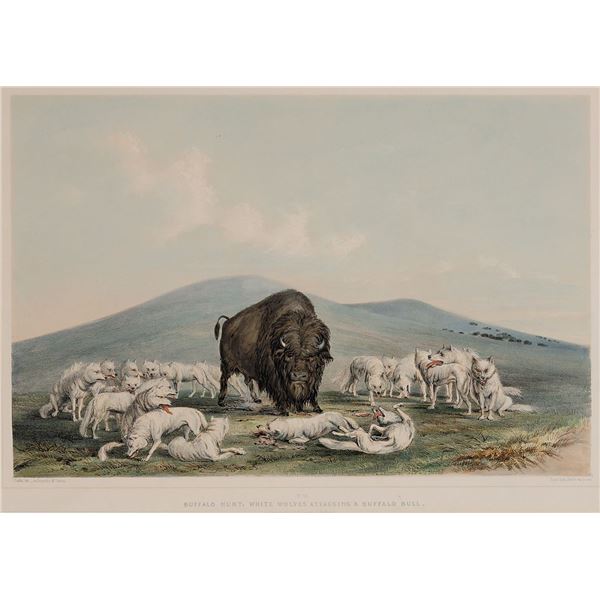 George Catlin-Buffalo Hunt, White Wolves Attacking a Buffalo Bull