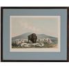 Image 2 : George Catlin-Buffalo Hunt, White Wolves Attacking a Buffalo Bull