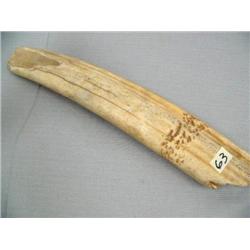 Walrus ivory tusk