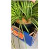 Image 8 : FLAT OF ARTIFICIAL PLANTS