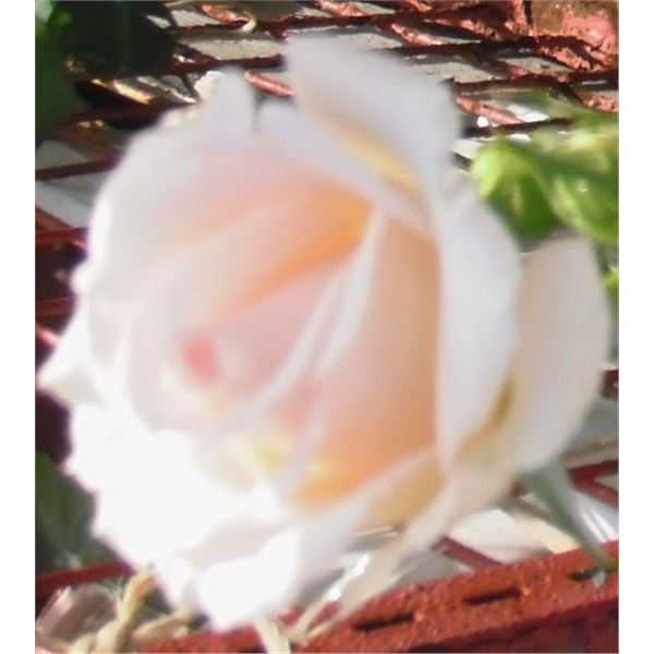 LangdonArt photo variation