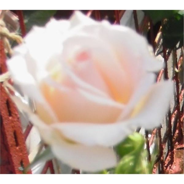 LangdonArt photo variation