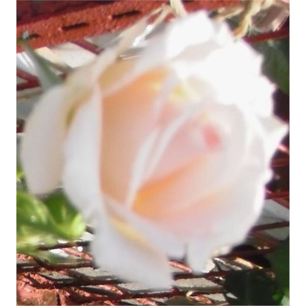 LangdonArt photo variation