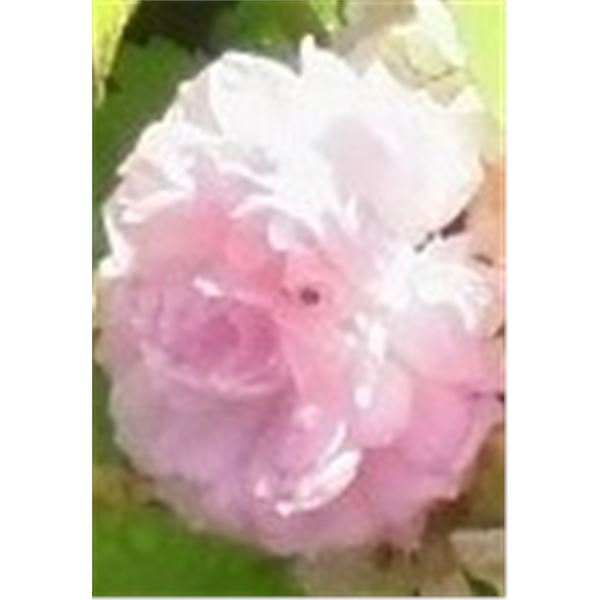 LangdonArt photo variation