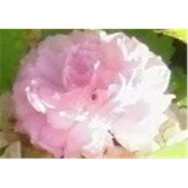 LangdonArt photo variation