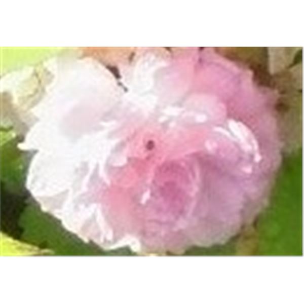 LangdonArt photo variation