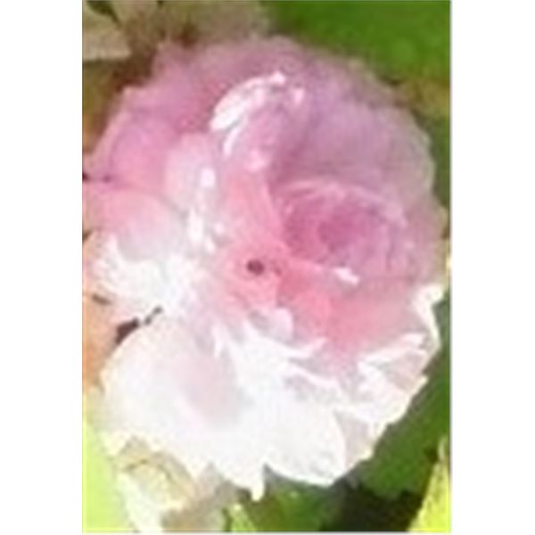 LangdonArt photo variation