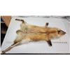 Image 1 : Real Red fox fur pelt - no tail