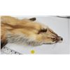 Image 3 : Real Red fox fur pelt - no tail