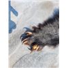 Image 3 : Tanned bear hide rug 4.5'L - claws are present. Leather is soft & supple. Very clean.