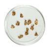 Image 1 : Gold Nuggets 1.65 Grams Total Weight