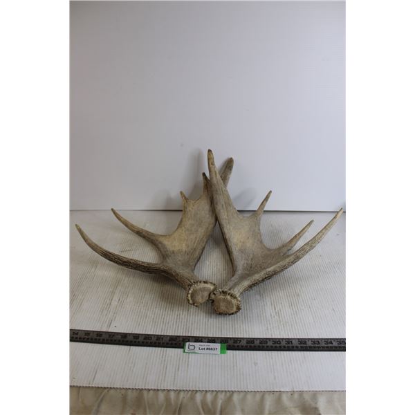 Pair of Antlers