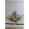 Image 1 : Pair of Antlers