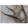 Image 2 : Pair of Antlers