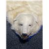 Image 2 : Authentic Polar Bear, Carpet Snout To Tail 95" Paw To Paw 90"