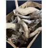 Image 2 : Nice Lot Of Driftwood, Small Burls,Old Horns & More. Great For Crafting