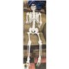 Image 1 : 5 FOOT TALL ADJUSTABLE SKELETON