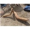 Image 1 : 66'' Drift Wood -Awesome Garden Décor!