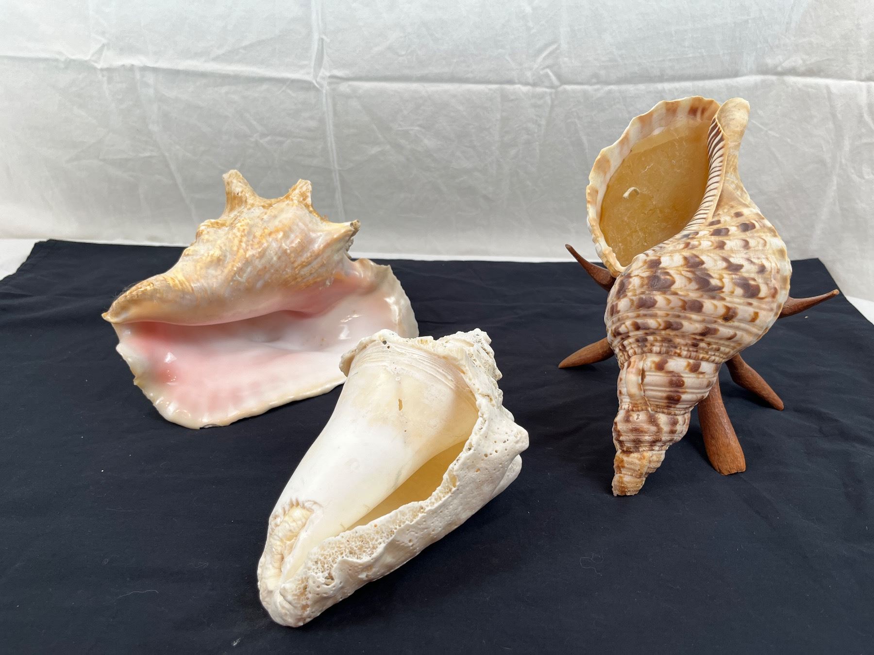 Conch Shell From Front Conch Shells - Sunrise Estate Services Ltd