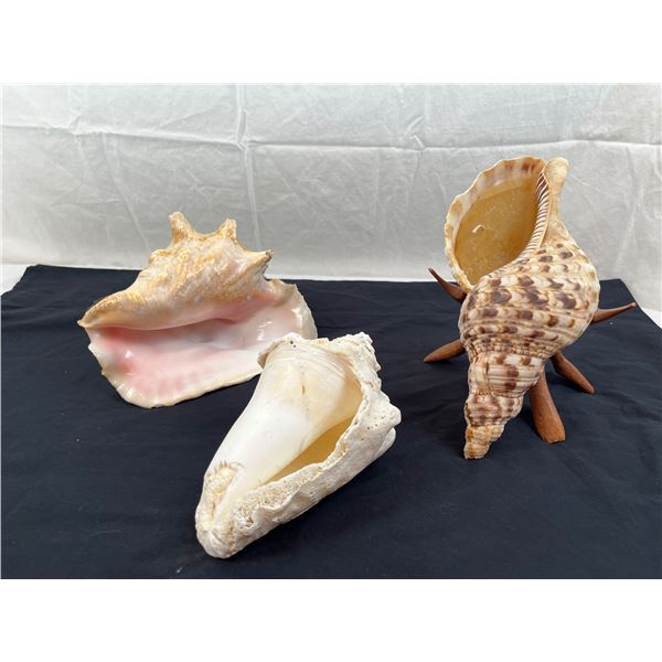 Conch Shells
