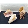 Image 1 : Conch Shells