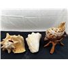 Image 2 : Conch Shells