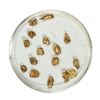 Gold Nuggets 2.50 Grams Total Weight