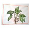 Image 2 : Original Water Color "Azaelea Buds And Laurel Leaves" By Jane Adams 1981 36"W X 28 1/2"H